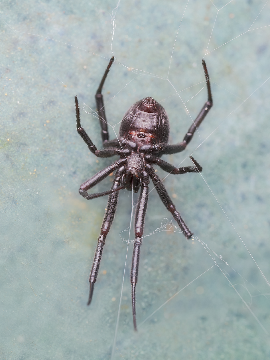 Spider on web (Genus Steatoda?).jpg