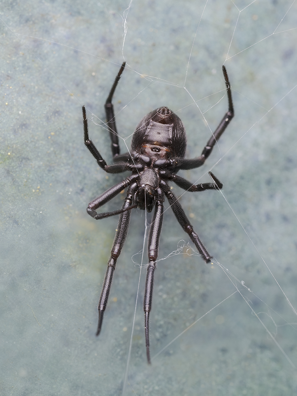 Spider_Genus Steatoda.jpg