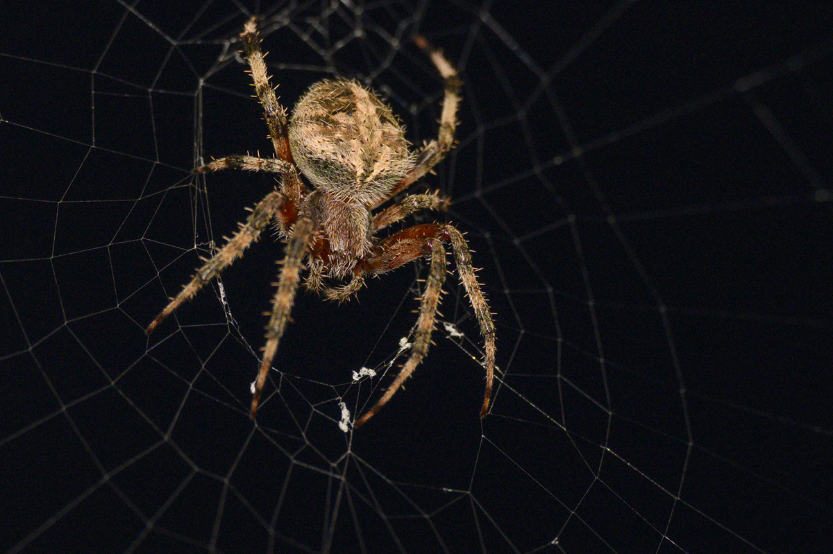 Spider_NZ91845.jpg