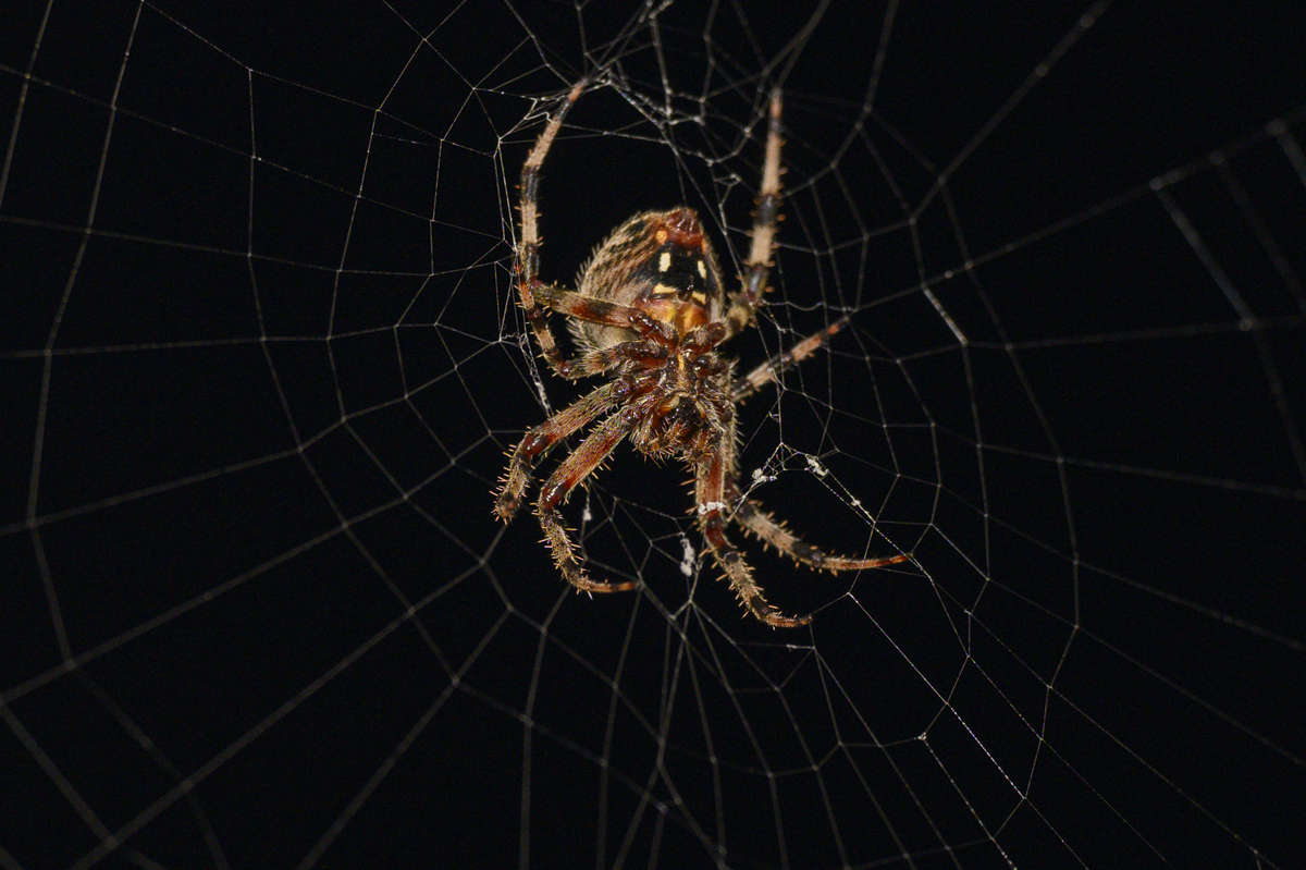 Spider_NZ91849.jpg