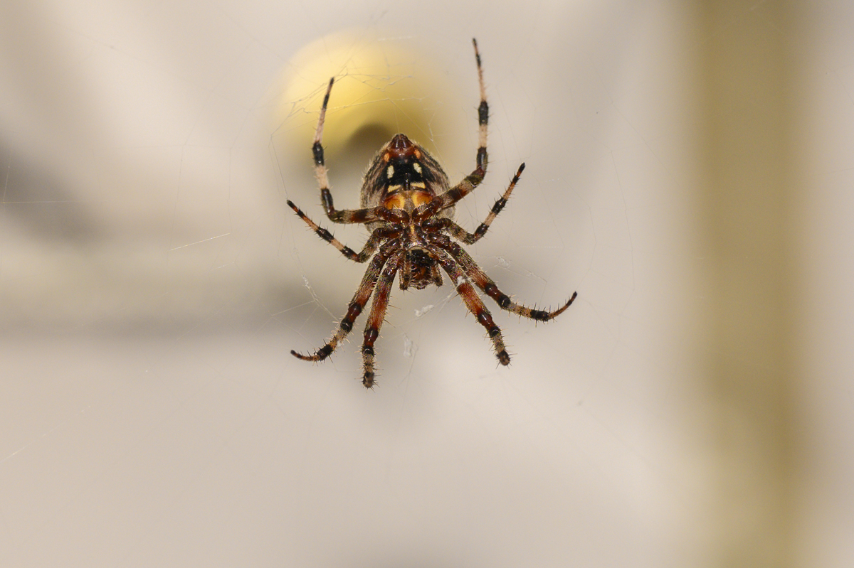 Spider_NZ91851.jpg