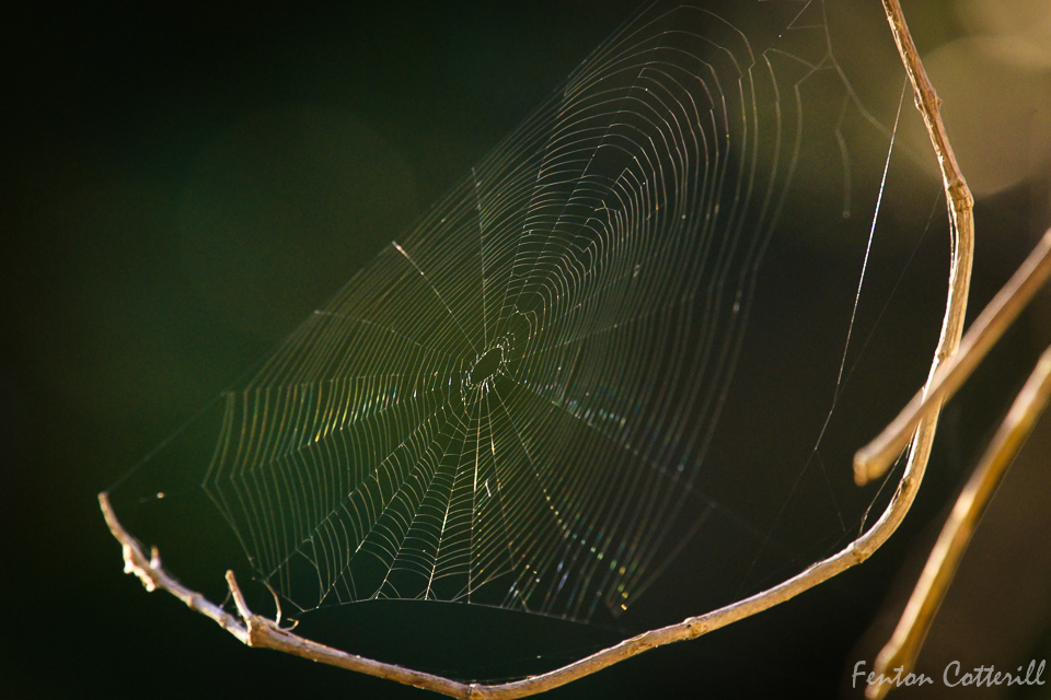 Spiderweb sidelit_abstract-1.jpg