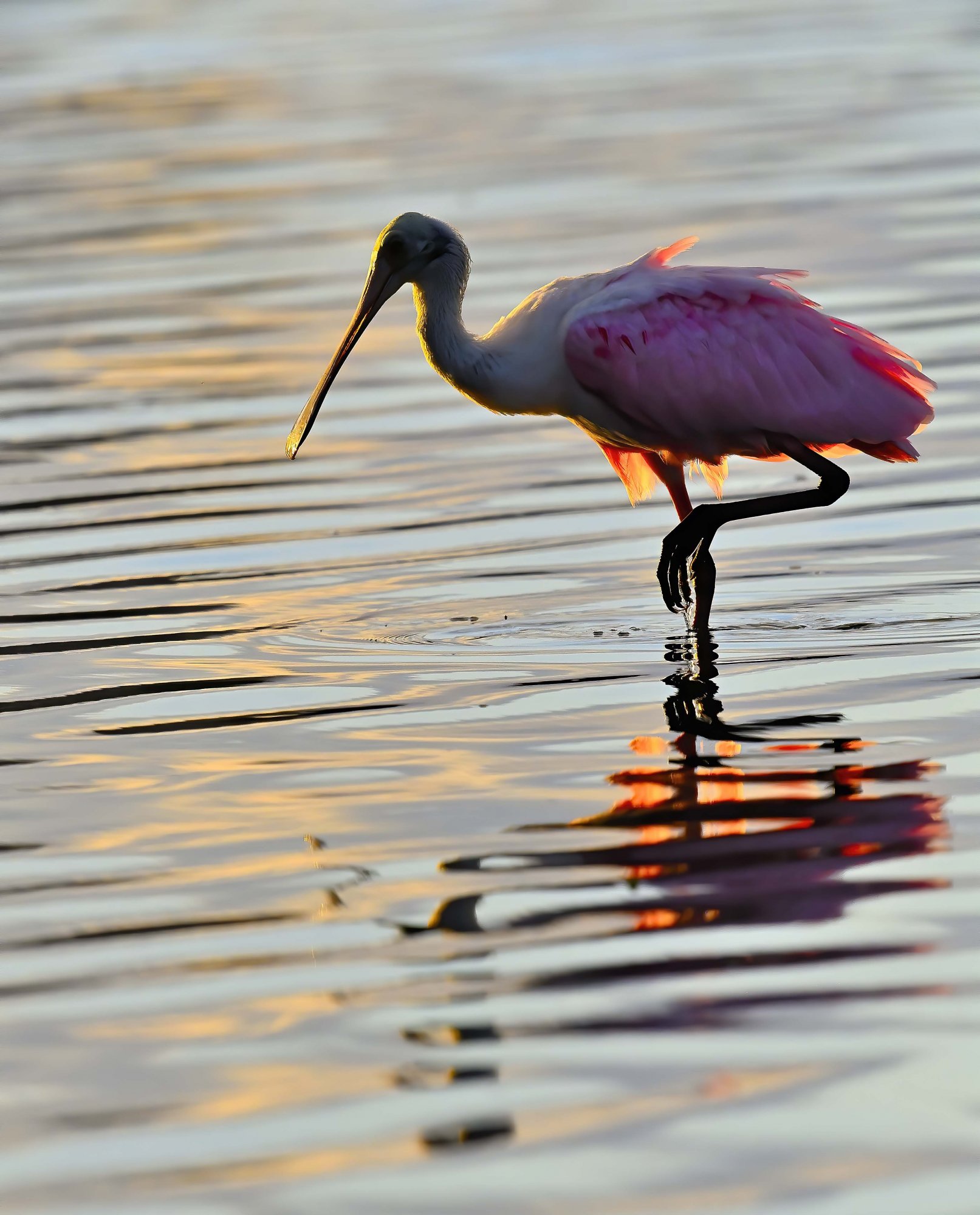 SPOONBILL EARLY MORNING LIGHT 1 .jpg