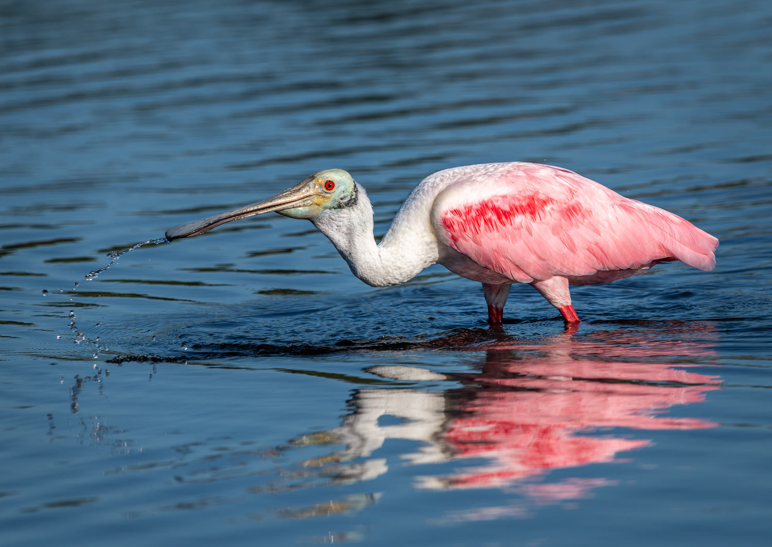 Spoonbill with water from beak_.jpg