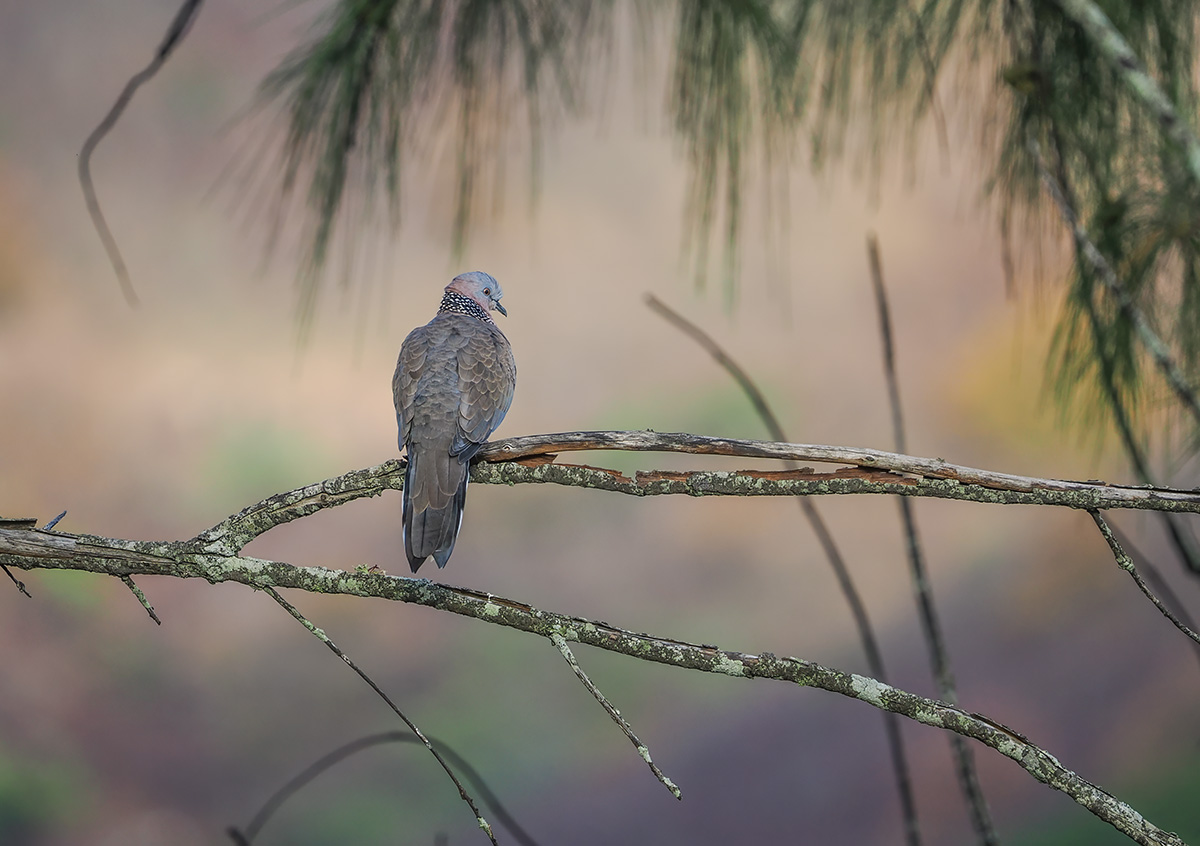 Spotted Dove BCG P9040726.jpg