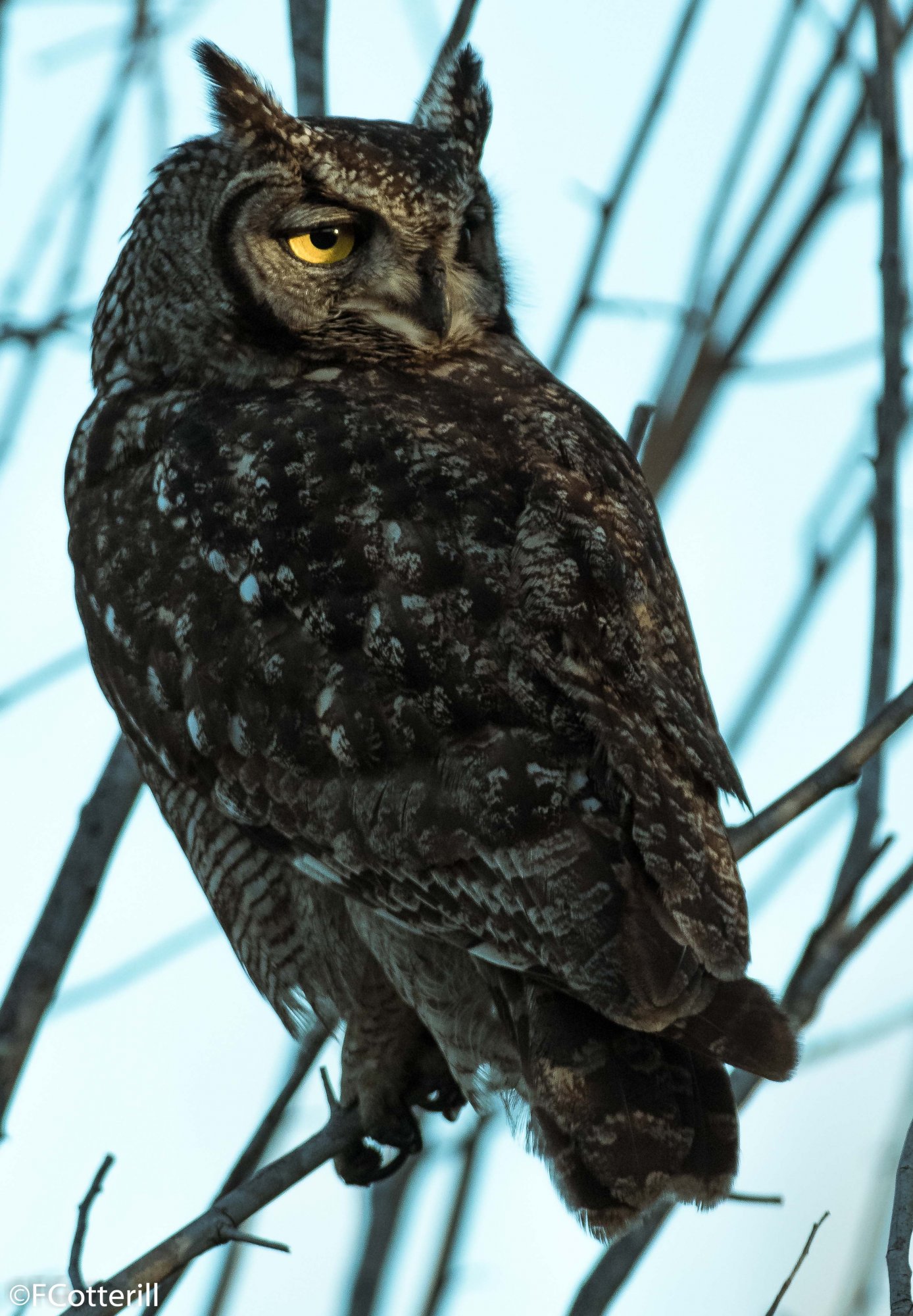 Spotted Eagle Owl eye-3517.jpg
