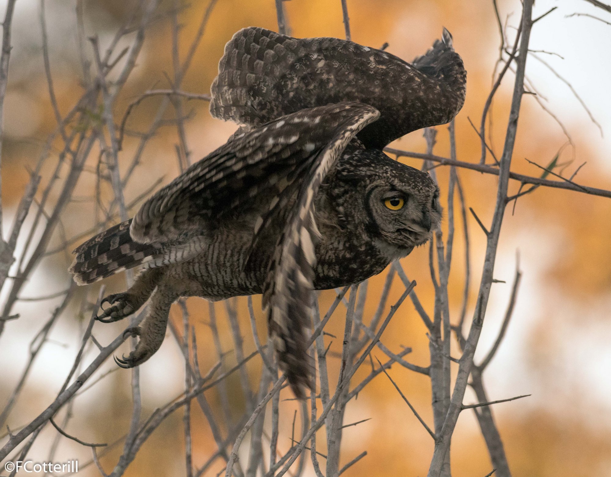 Spotted Eagle Owl in Flight-3577.jpg