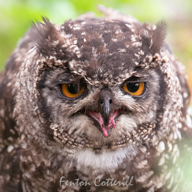 Spotted Eagle Owl with Cryptomys CroppeD-2447.jpg