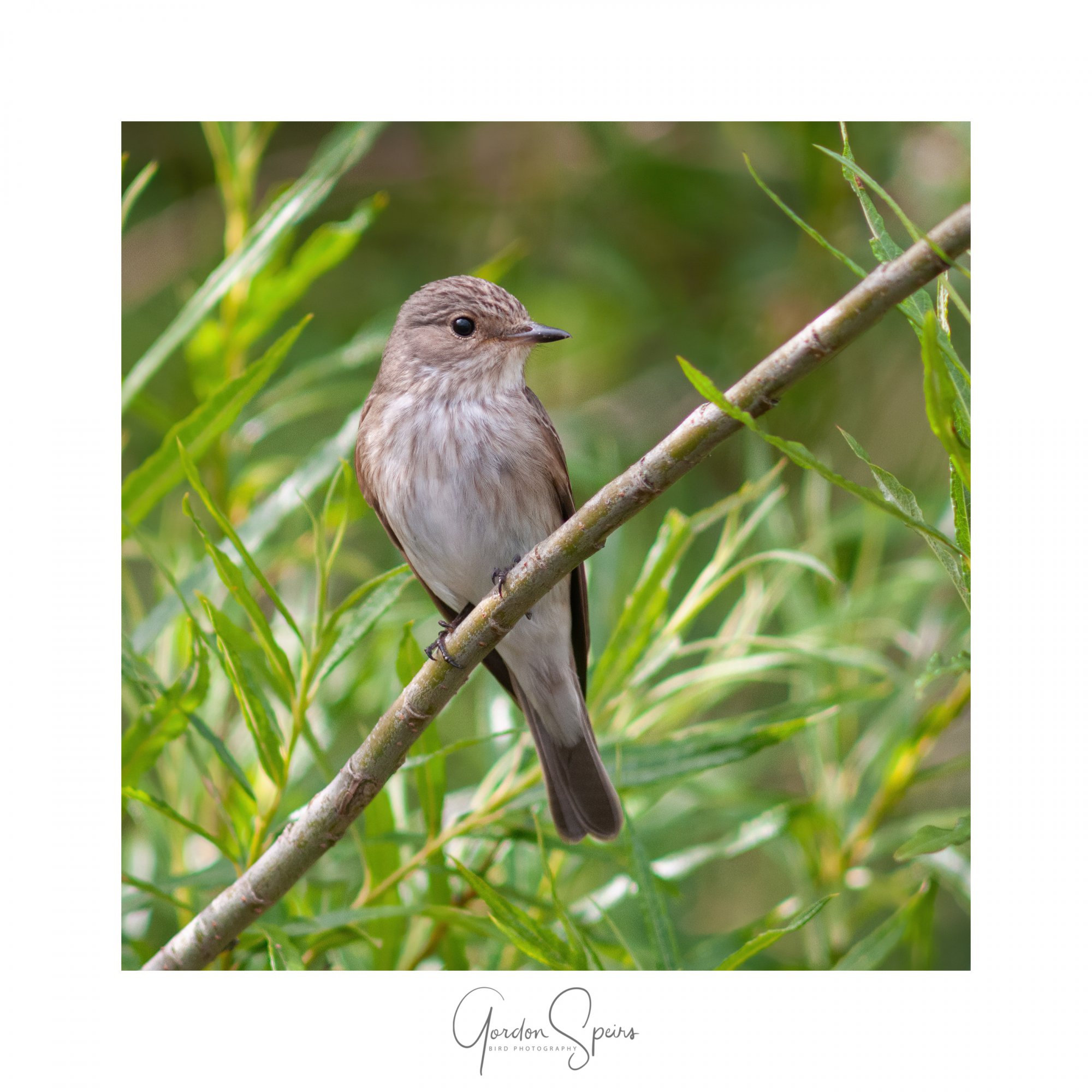 Spotted Flycatcher 8.jpg