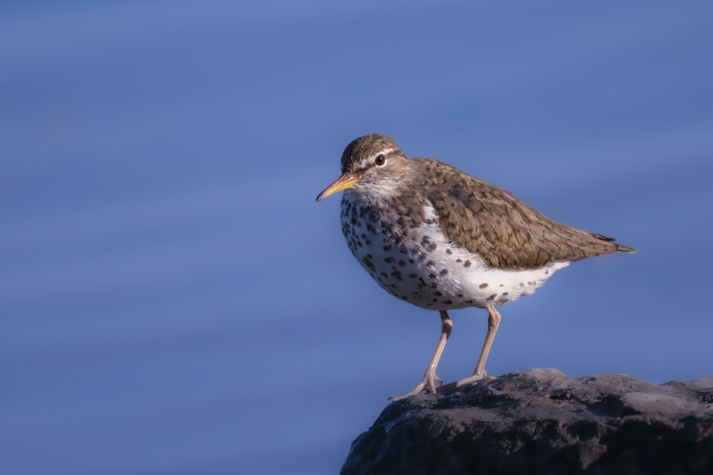 spotted plover on rock sized.jpg