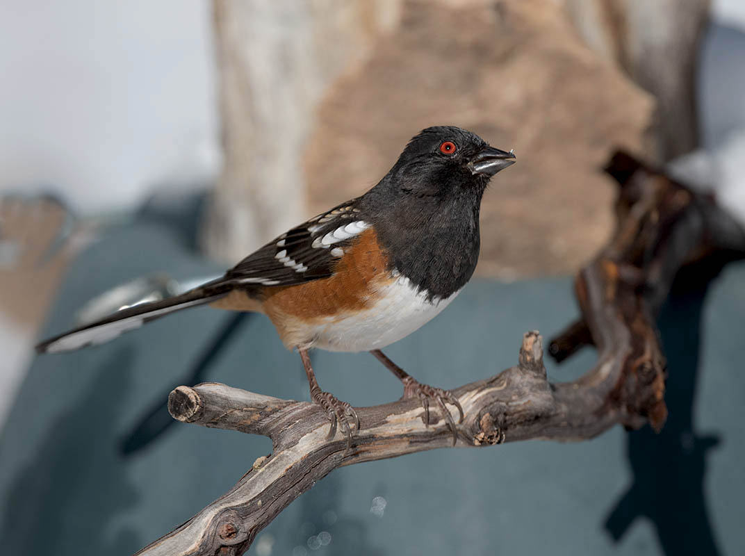 Spotted towhee  Tony Battiste's 850_182512272020.jpg