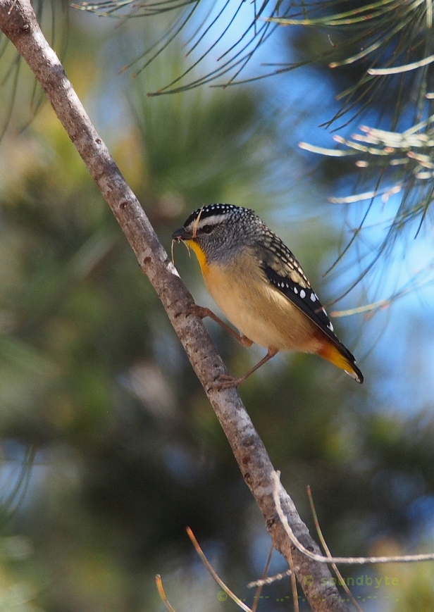 Spotted_Pardalote_BCG.jpg