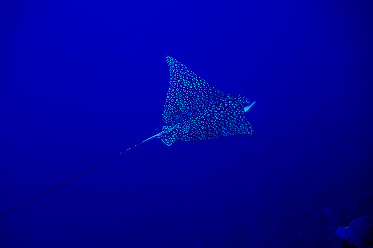 Spotter Eagle Ray repaired.jpeg