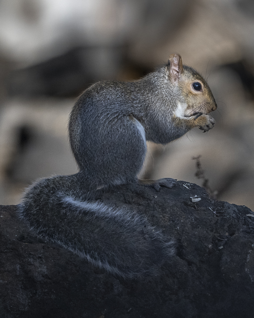 Squirrel-13211-2.jpg