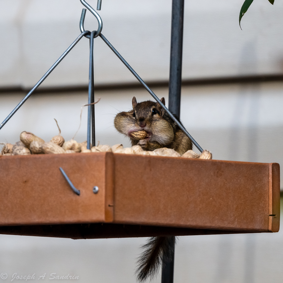 Squirrel-2.jpg