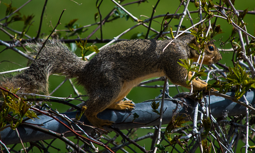 Squirrel-2173.jpg