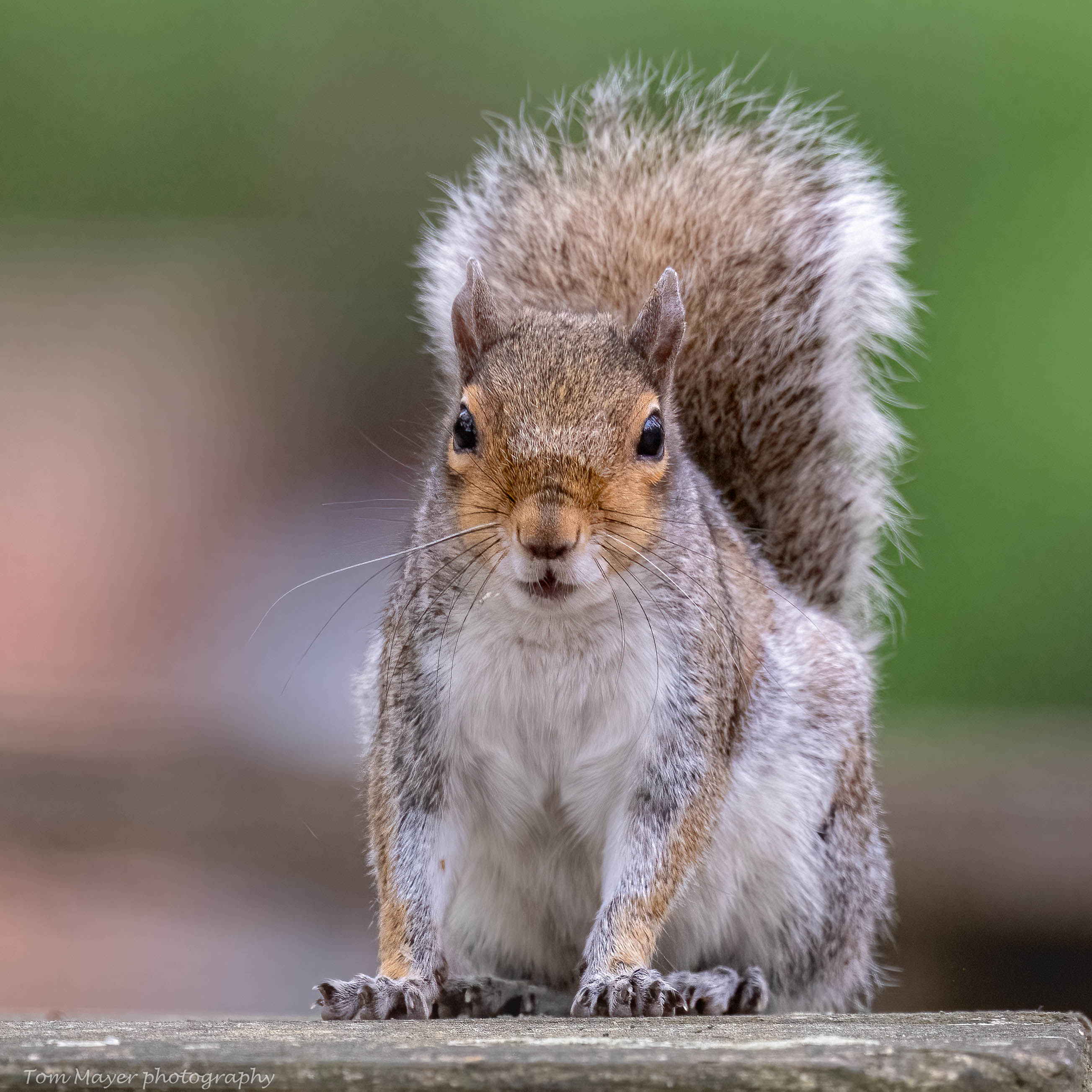 Squirrel Portrait (1 of 1).jpg