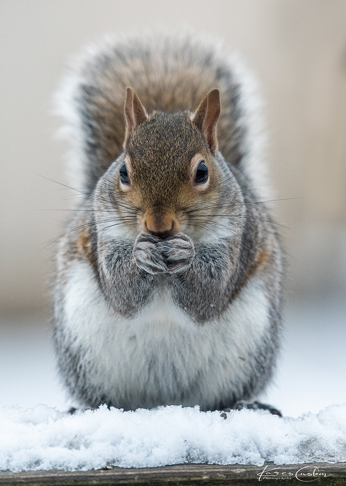 Squirrel Staredown.jpg