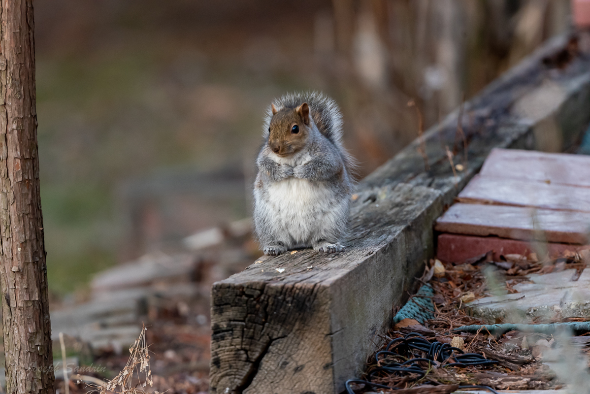 Squirrels-6.jpg