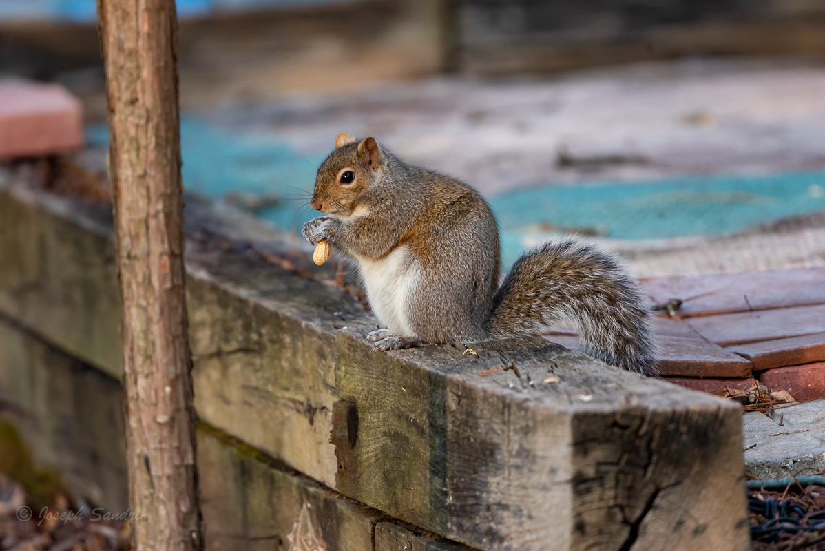 Squirrels-7.jpg