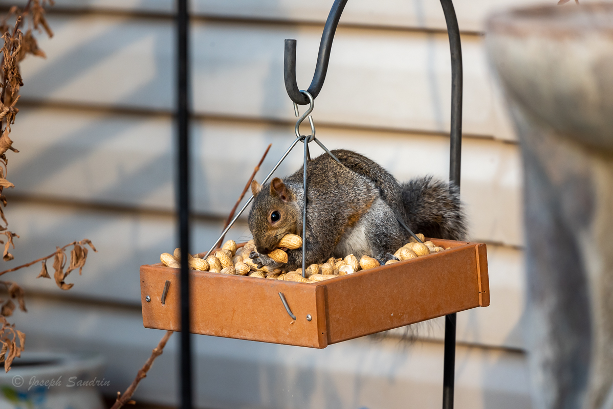 Squirrels-8.jpg