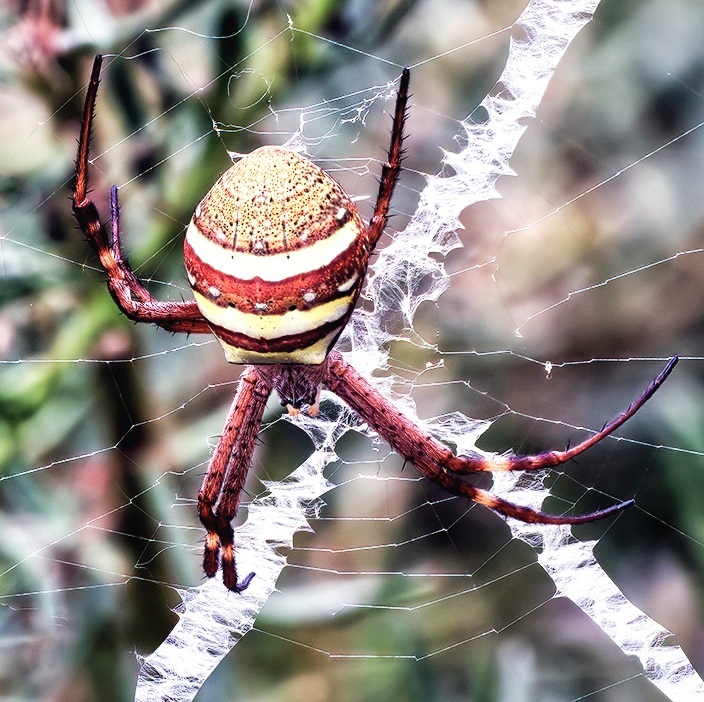 St Andrews Cross Orb Spider.jpeg