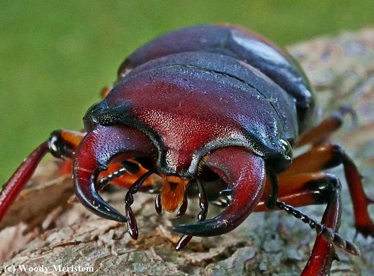 Stag Beetle.JPG