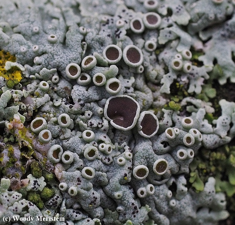 Star Rosette Lichen.JPG