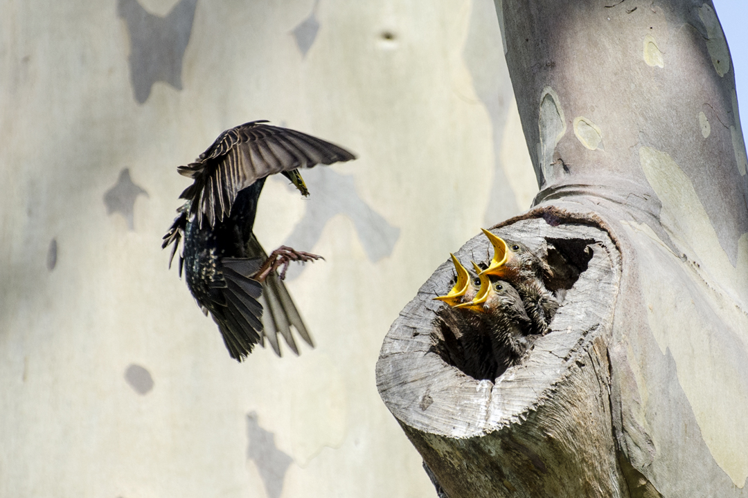 starling_DSC1310 201404 720 feeding.jpg