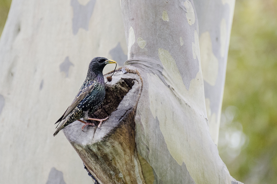 starling_DSC7073 201403 720.jpg