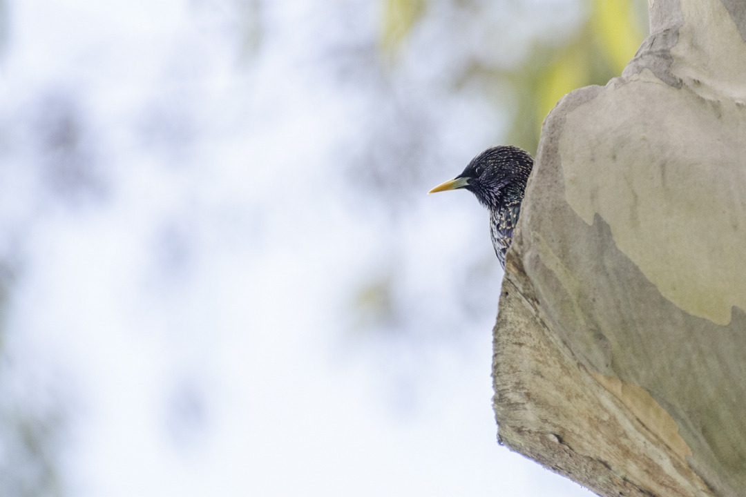 starling_DSC8586 201403 720.jpg