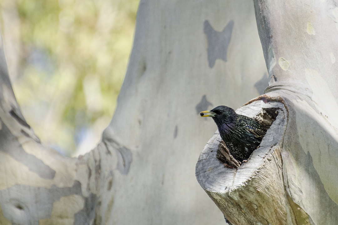 starling_DSC9463 201403 720.jpg