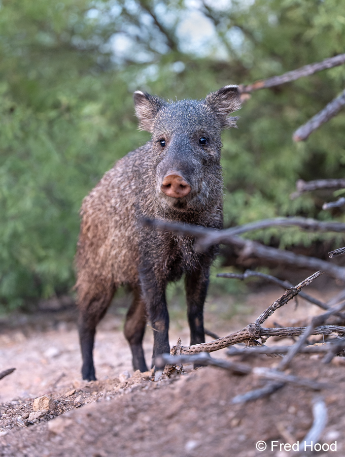 Starr Pass javelinas Z6iii 0432.jpg