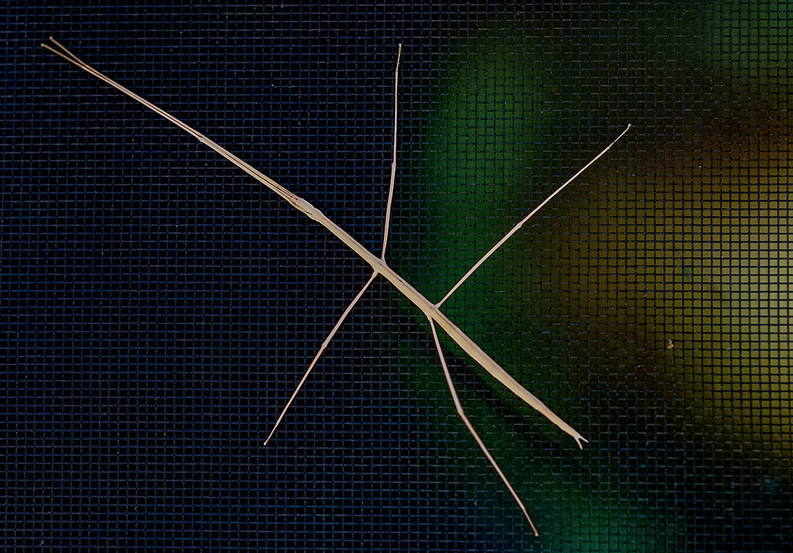 Stick Bug Untitled-1.jpg