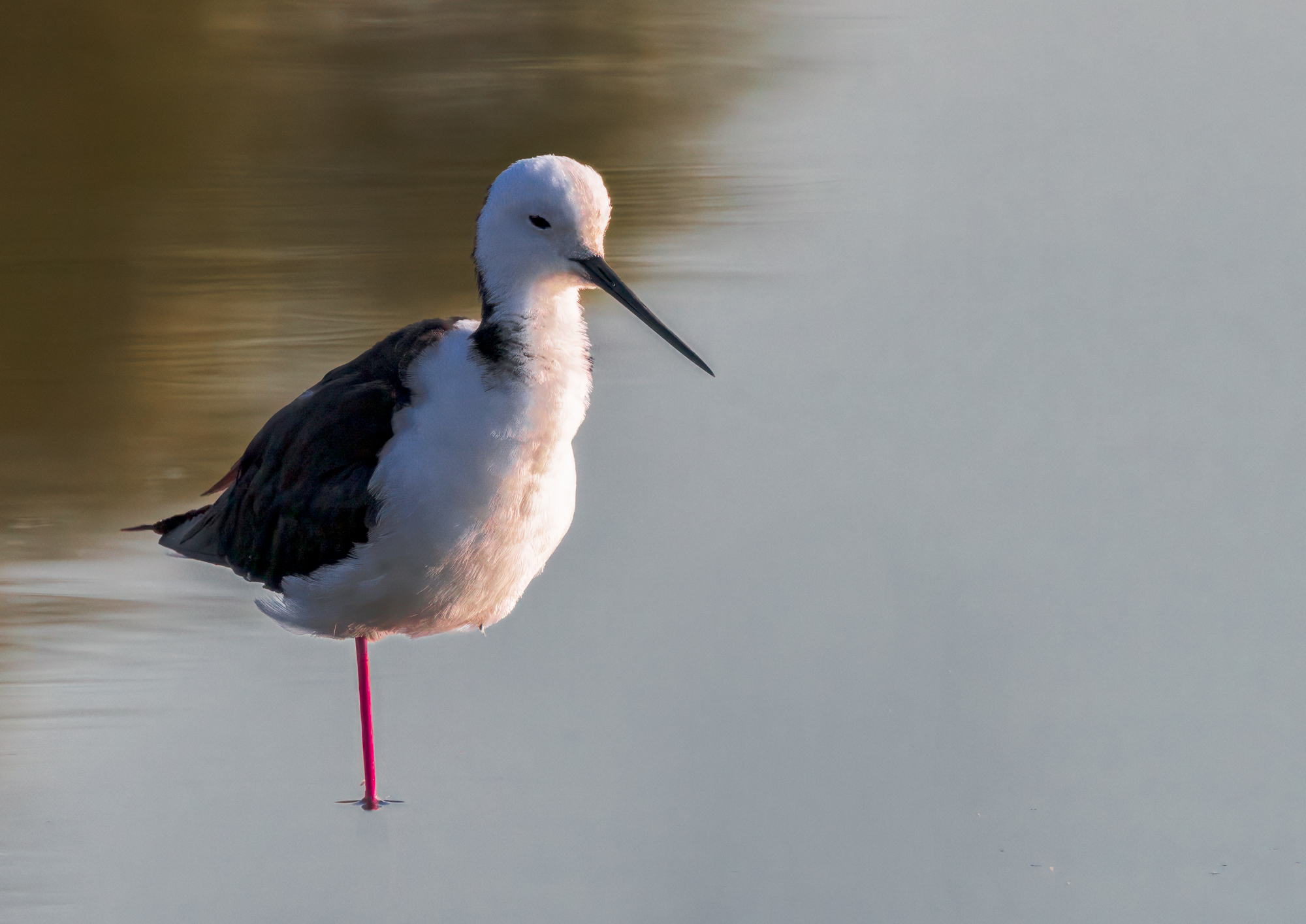 Pied Stilt: Nudgee Wetlands, Brisbane