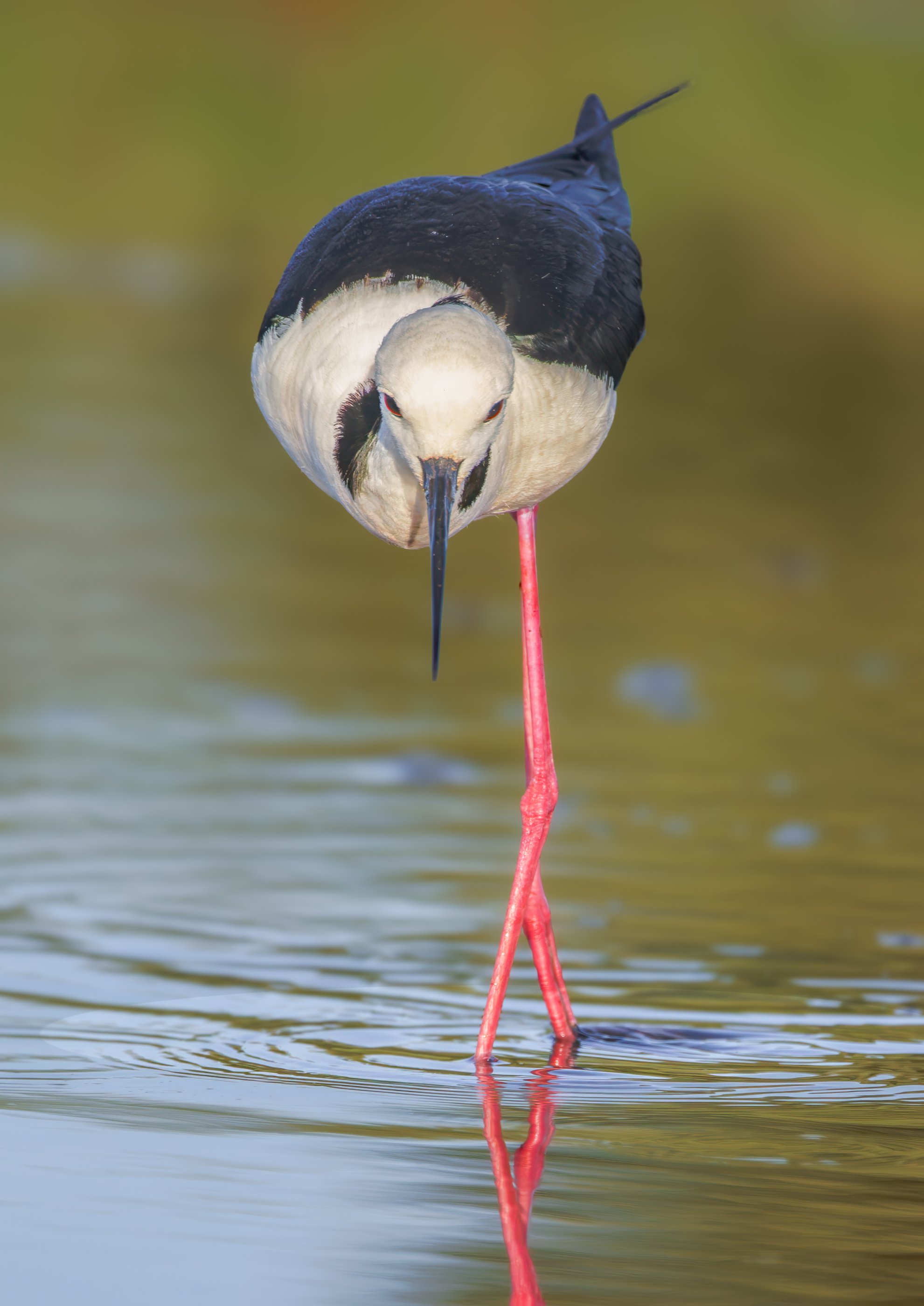 Pied Stilt