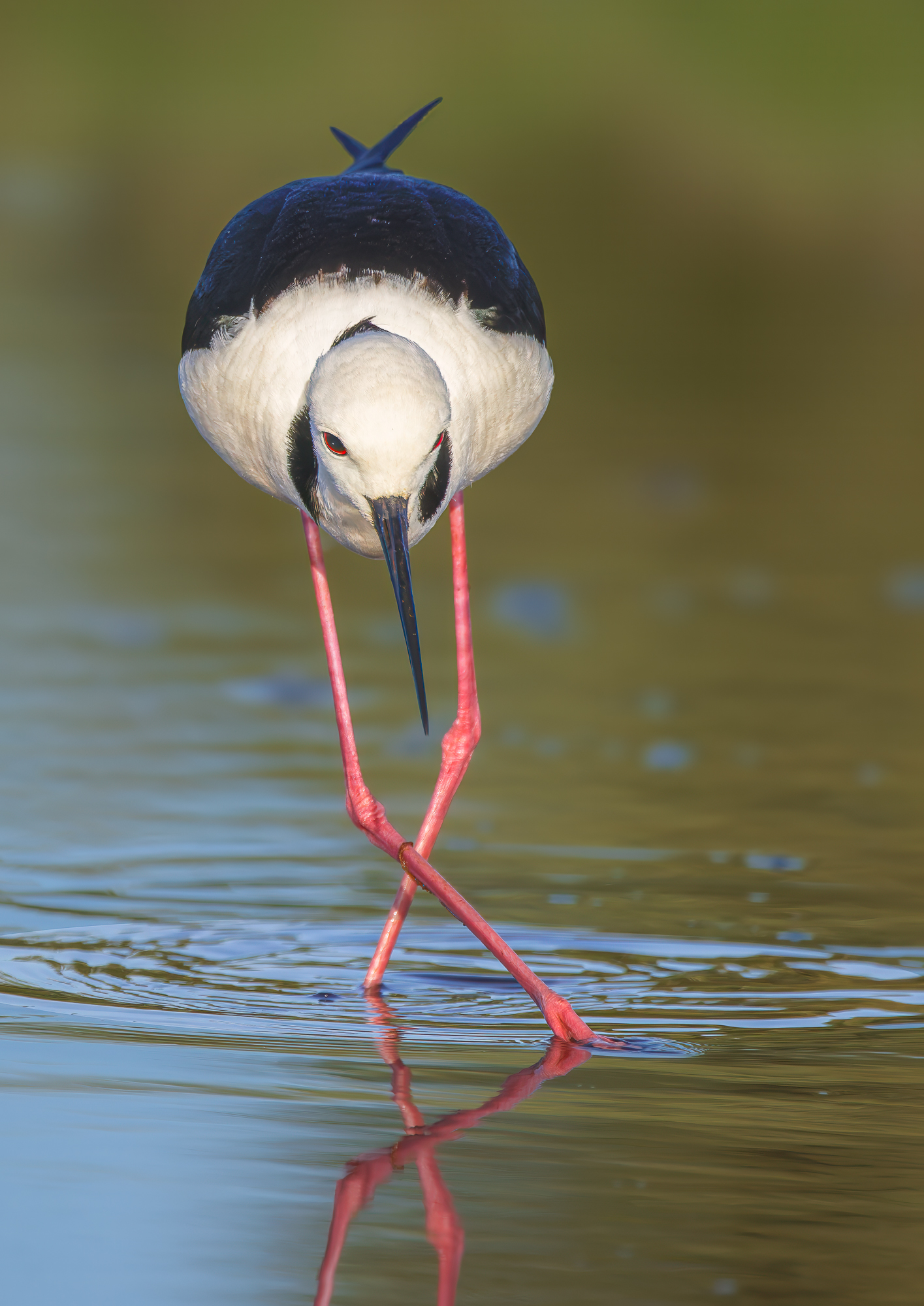 Pied Stilt : Himantopus leucocephalus