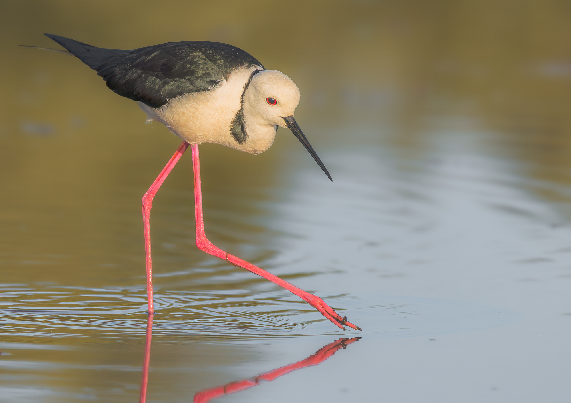 Pied Stilt : Himantopus leucocephalus