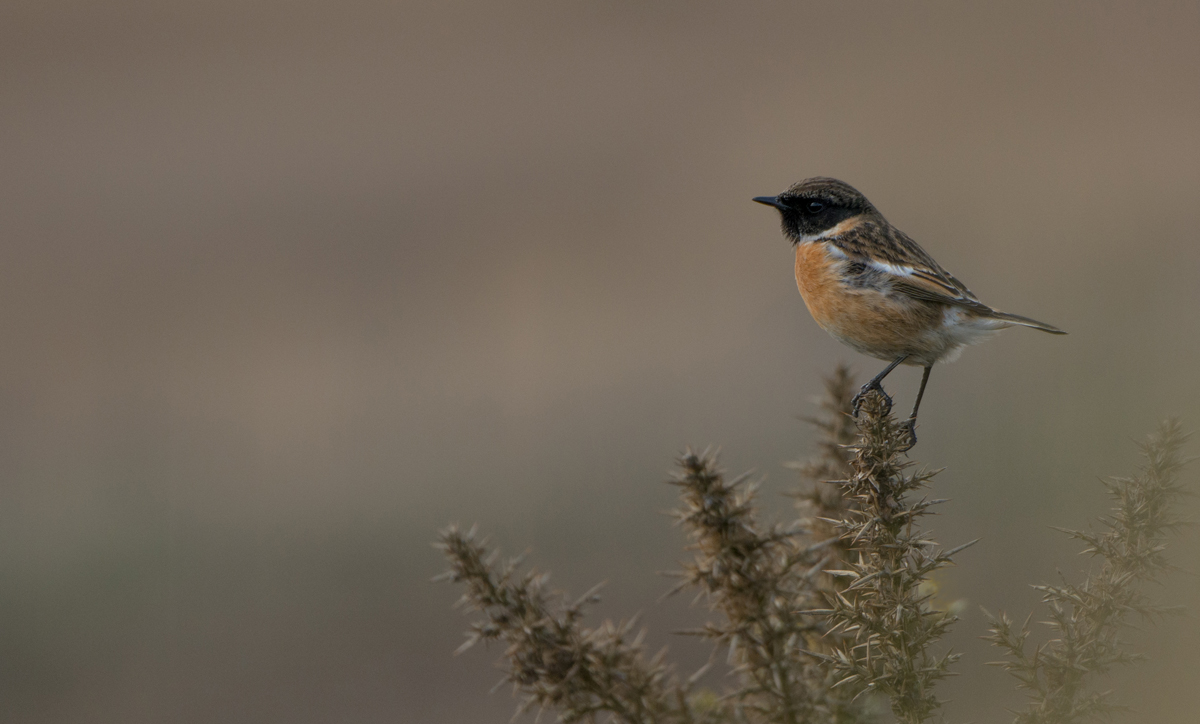 Stonechat.jpg