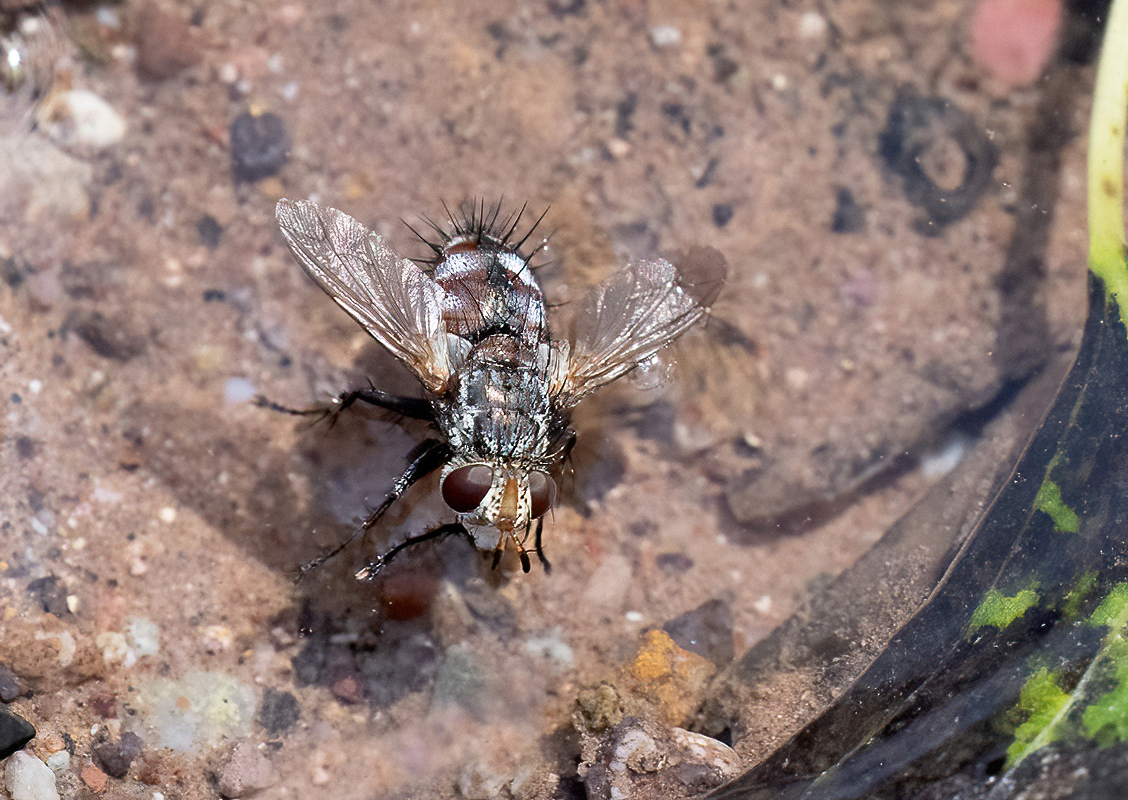 strange fly  1 DSC02302-denoise-denoise.jpg