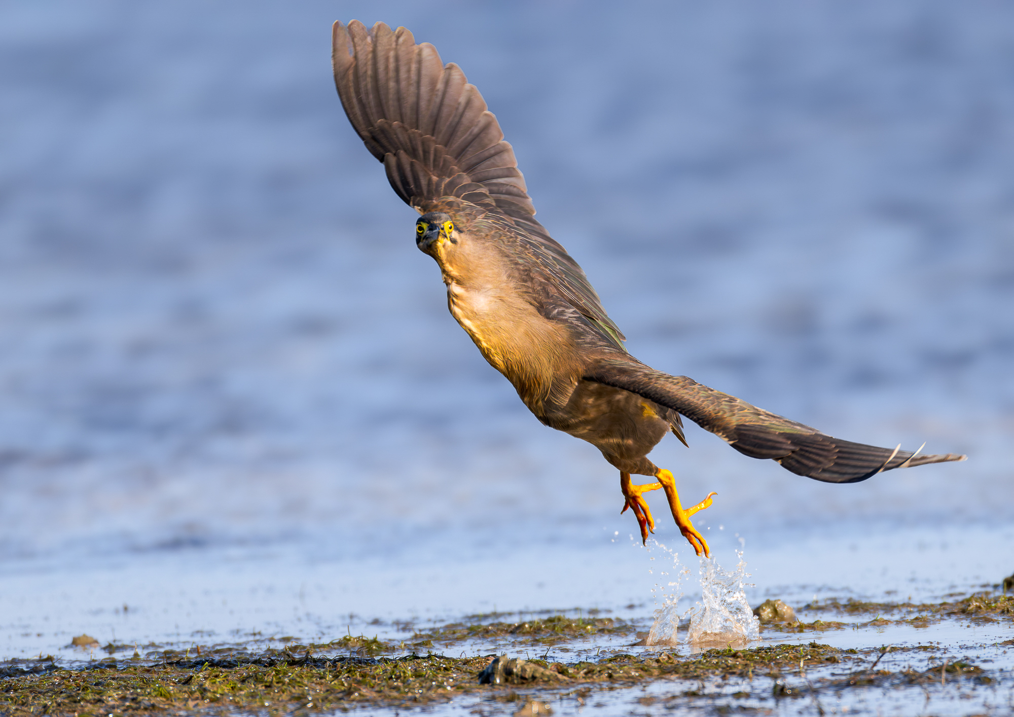 Striated Heron : Getting Airborne