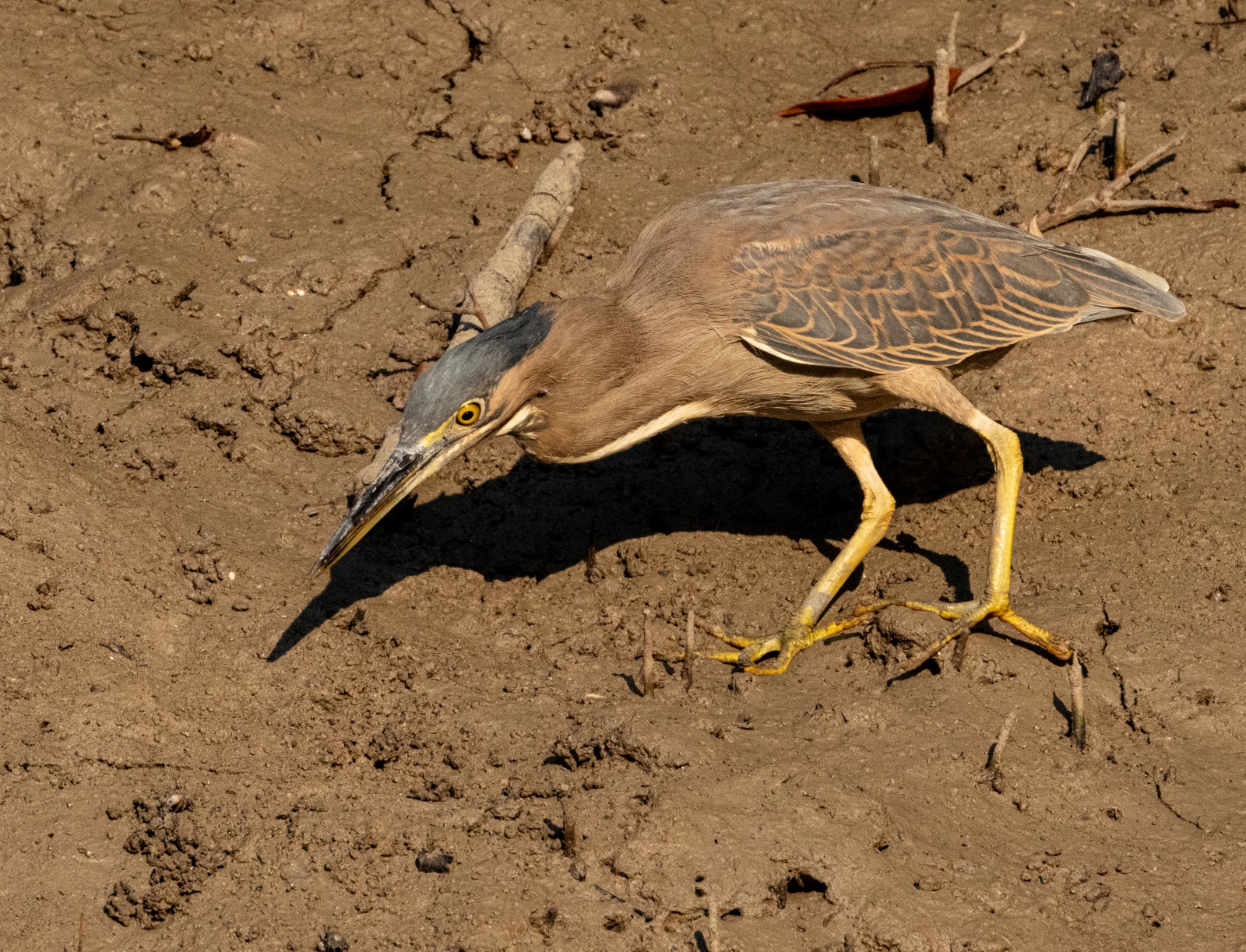 Striated Heron Darwin July 2024 PP1-1498 resize.jpg