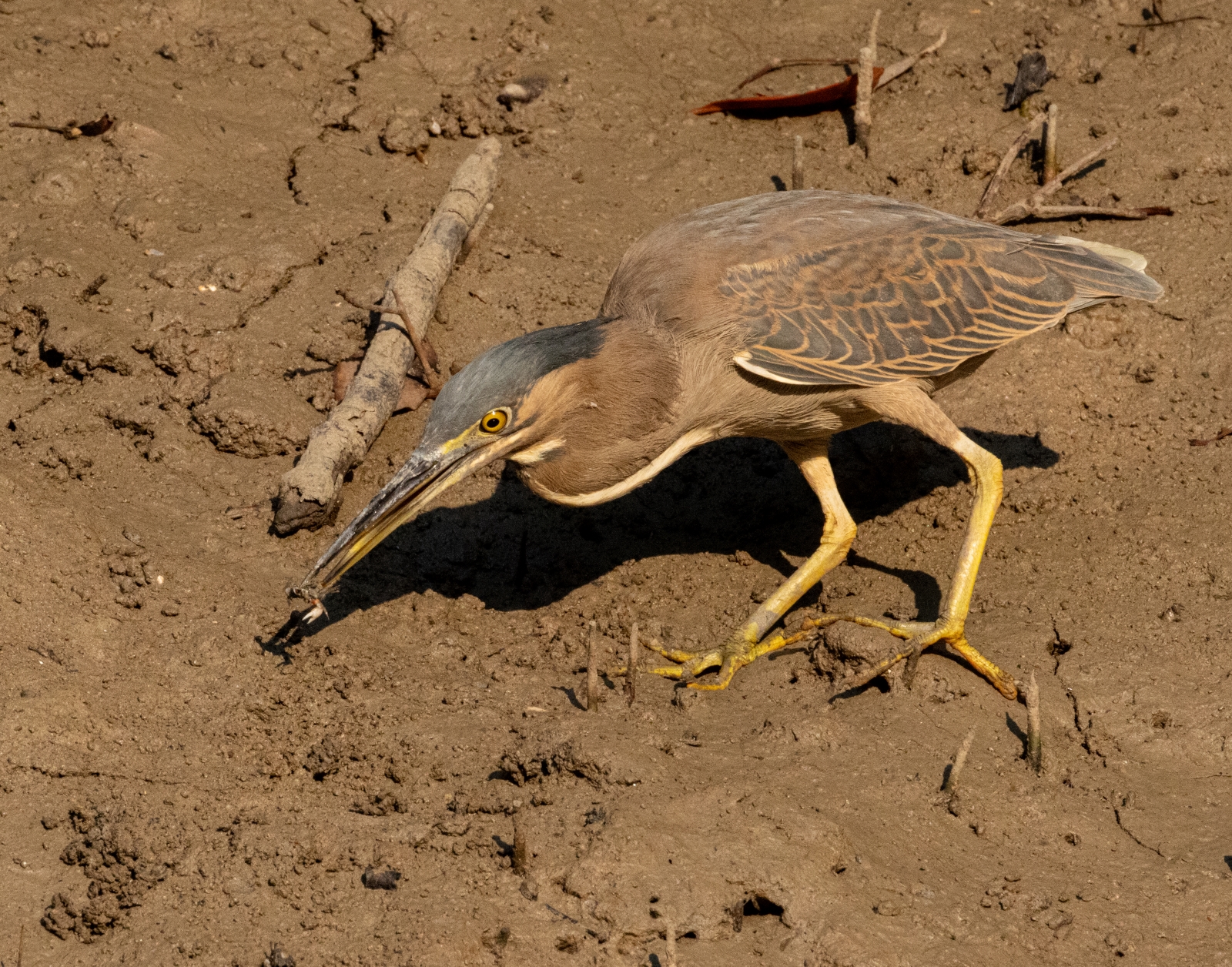 Striated Heron Darwin July 2024 PP1-1499 resize.jpg