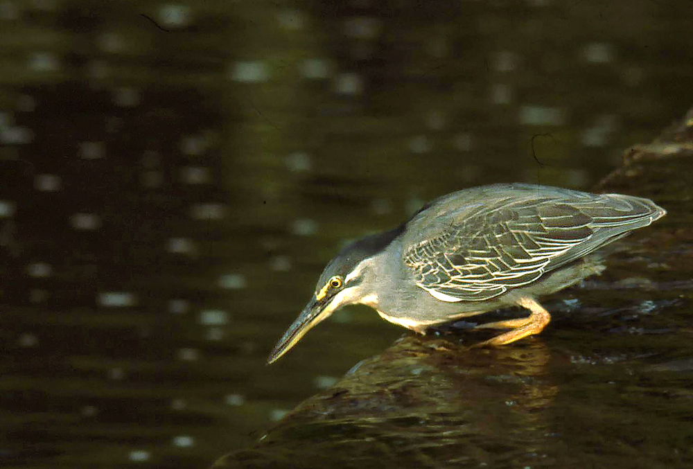 Striated Heron.jpg