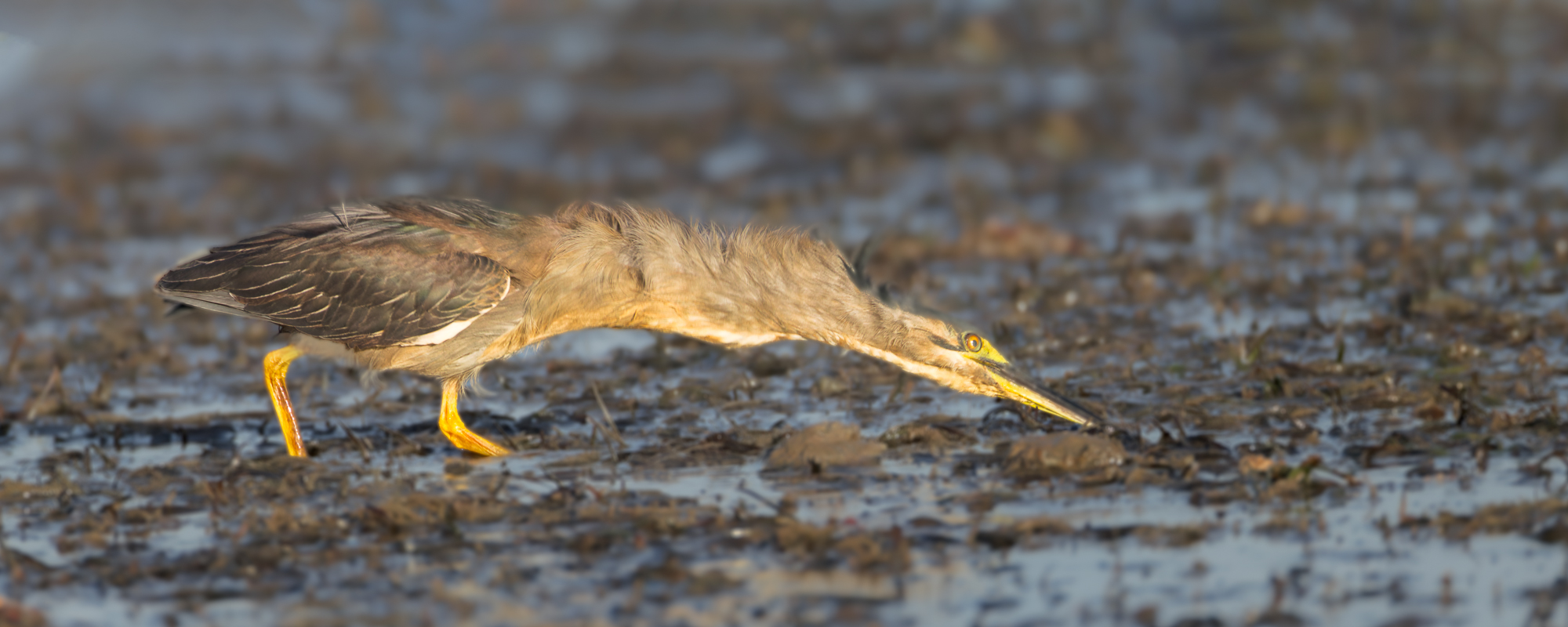 Striated Heron : Stalking