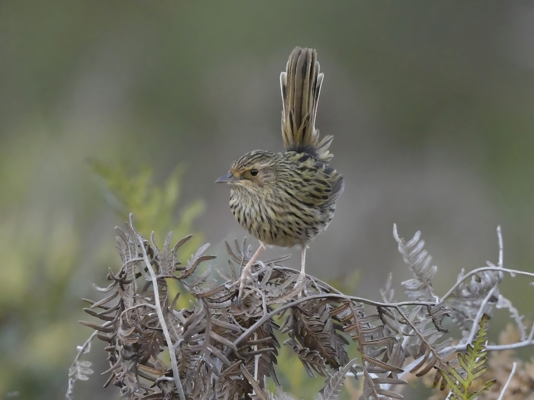 Striated_Fieldwren_1_BCG_1.jpg