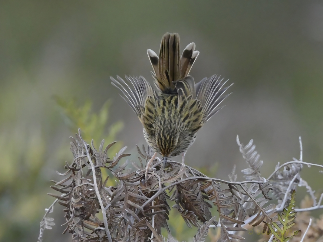 Striated_Fieldwren_2_BCG_2.jpg