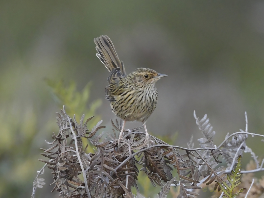 Striated_Fieldwren_3_BCG_3.jpg