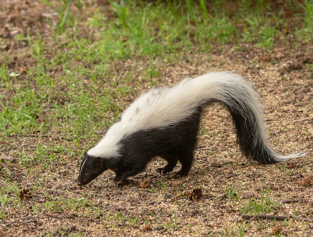 Striped Skunk  Cave Creek Ranch 091120167X0A6882.jpg