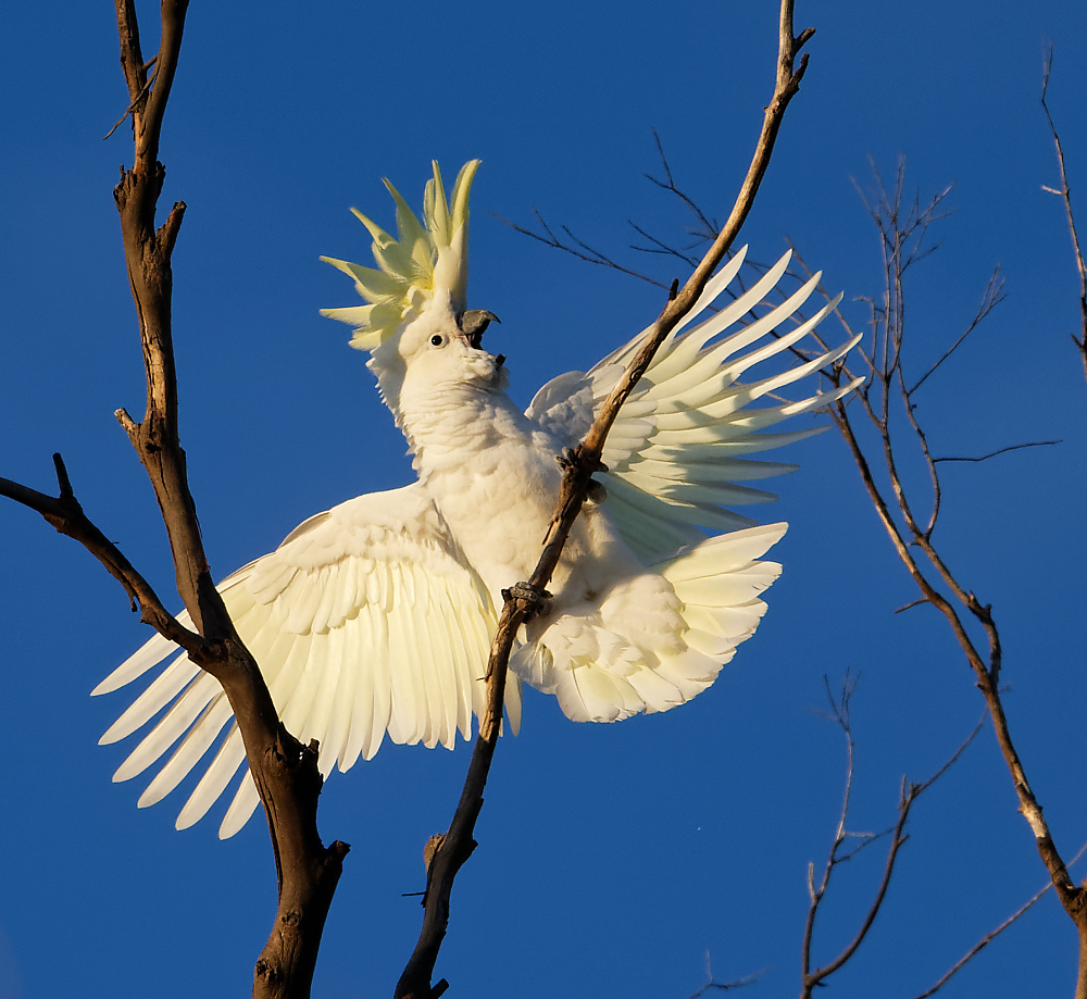 Sulphur-crested Cockatoo displaying (3) 1000.jpg